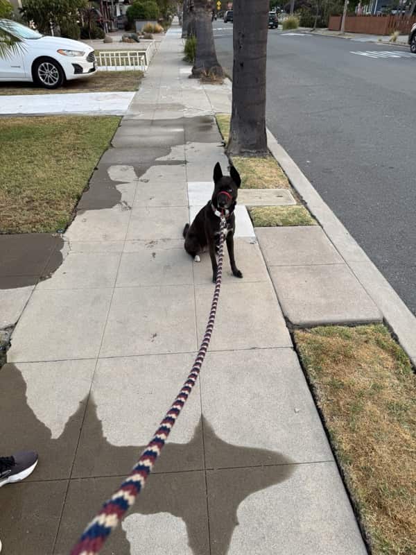 A picture of a black dog named Bowie sitting, taken on August 6 2025 at 6:24 am